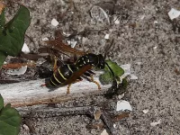 Bergveldwesp [Polistes biglumis]